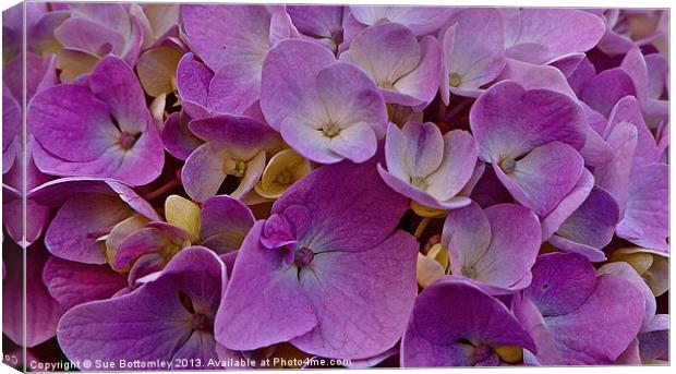 Purple Hydrangea up close Canvas Print by Sue Bottomley