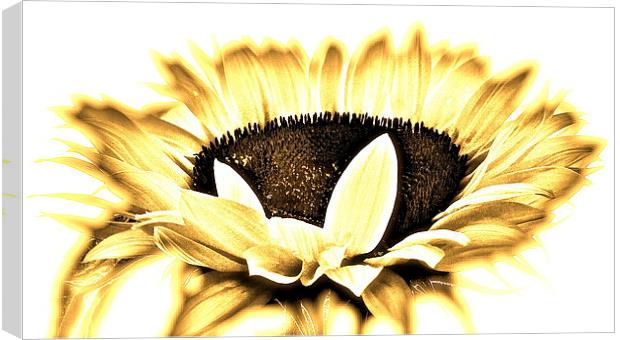 Overexposed Sunflower Canvas Print by Sue Bottomley