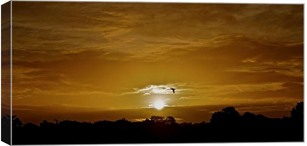 Sunrise Canvas Print by Sue Bottomley