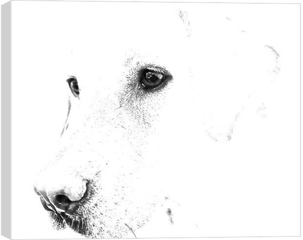 Pencil Sketch of a Labrador Canvas Print by Sue Bottomley