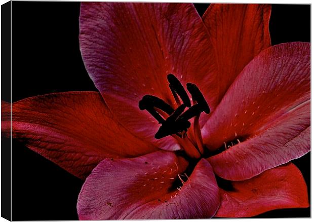Cocktail Lily flower Canvas Print by Sue Bottomley
