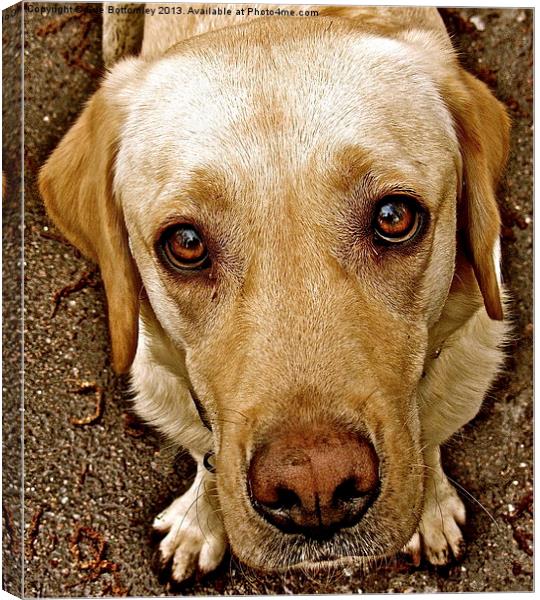 Labrador pleading eyes Canvas Print by Sue Bottomley
