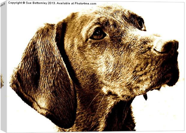 Vizsla dog breed Canvas Print by Sue Bottomley