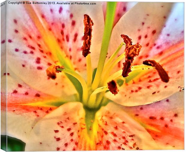 Lily flower Canvas Print by Sue Bottomley