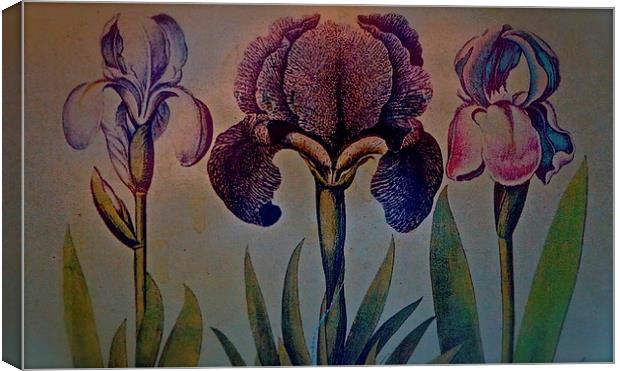Three different Iris in a row Canvas Print by Sue Bottomley