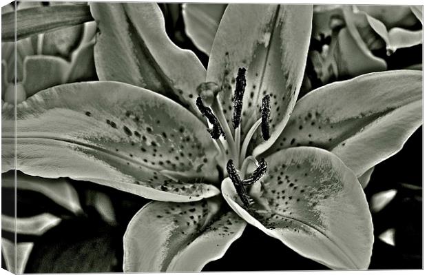Black and White Photograph Lily Canvas Print by Sue Bottomley