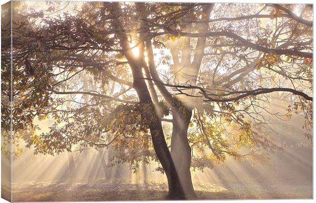 Tree, sun rays, early mist Canvas Print by Sue Bottomley