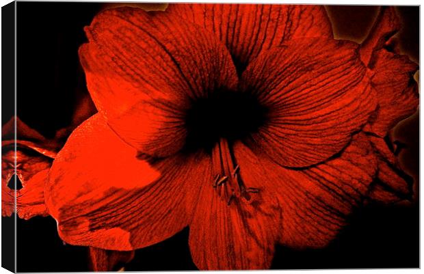 Amaryllis Flower Canvas Print by Sue Bottomley