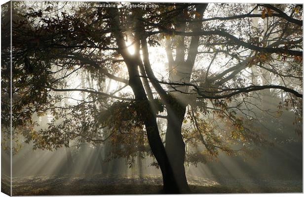  sun rays though the trees Canvas Print by Sue Bottomley