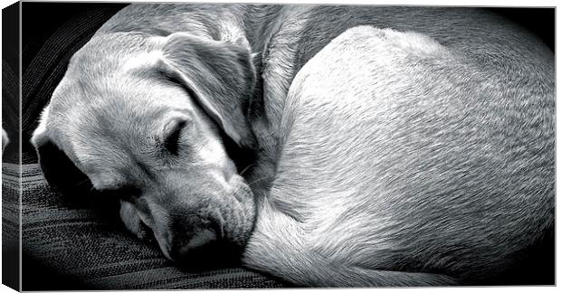  Sleeping Labrador dog  Canvas Print by Sue Bottomley