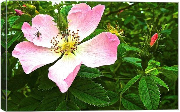 Dog rose, Wild rose Canvas Print by Sue Bottomley