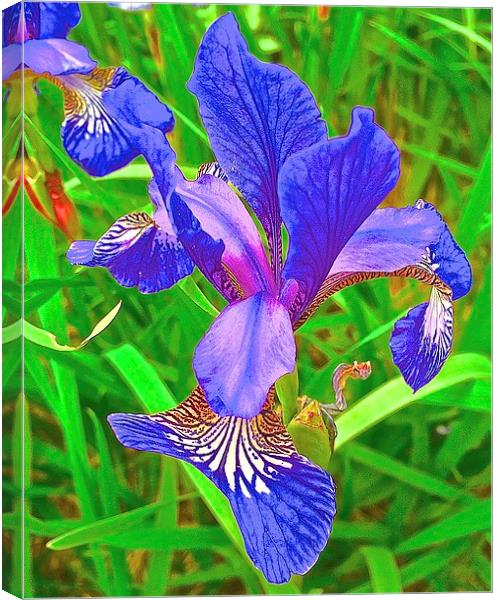 Iris Flower bold and brightly coloured Canvas Print by Sue Bottomley