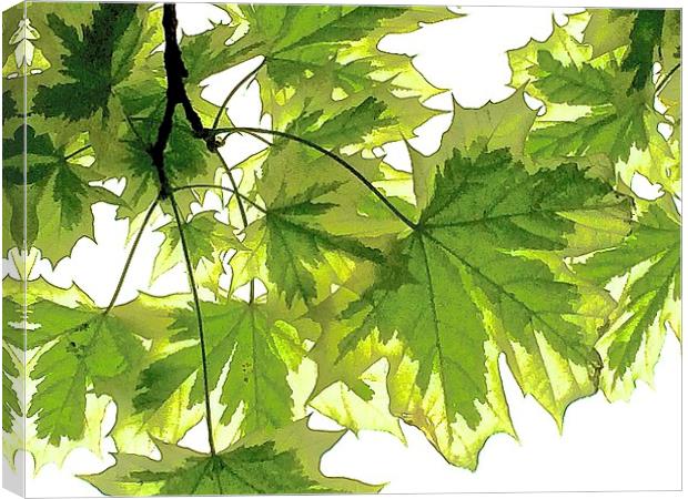  Striking bright green leaves Canvas Print by Sue Bottomley