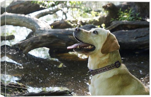  Labrador dog in the woods Canvas Print by Sue Bottomley