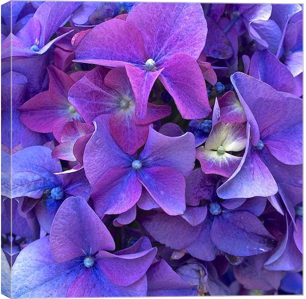  Hydrangea purple flower close up Canvas Print by Sue Bottomley