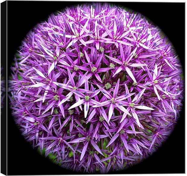  Allium Haarlem Superglobe Canvas Print by Sue Bottomley