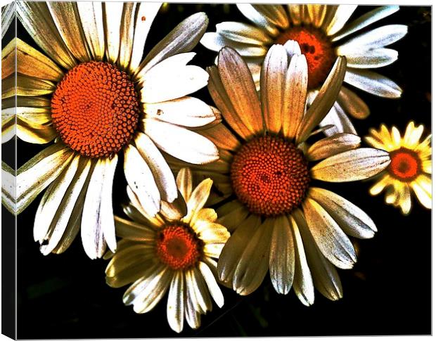 Large White Daisies call Oxeye Canvas Print by Sue Bottomley