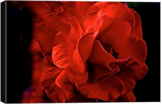  Red Rose Canvas Print by Sue Bottomley