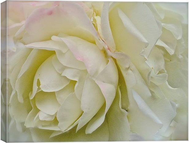  White, Cream and a dash of Pink Rose Canvas Print by Sue Bottomley