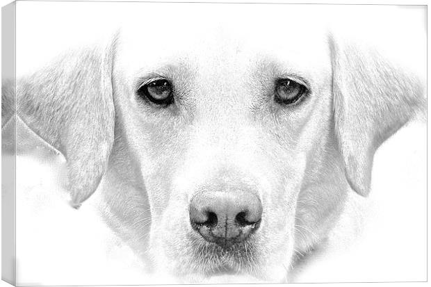  Labrador Dog Sketch Effect Canvas Print by Sue Bottomley