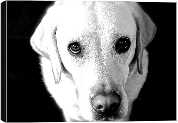  Labrador Look  into my eye's Canvas Print by Sue Bottomley