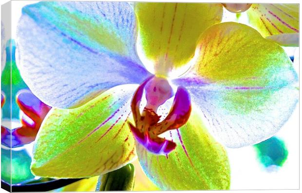 Retro Orchid Flower  Canvas Print by Sue Bottomley