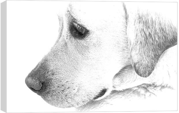 Labrador dog black and white sketch effect  Canvas Print by Sue Bottomley