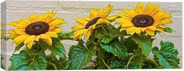  Three Sun Flowers in a row Canvas Print by Sue Bottomley
