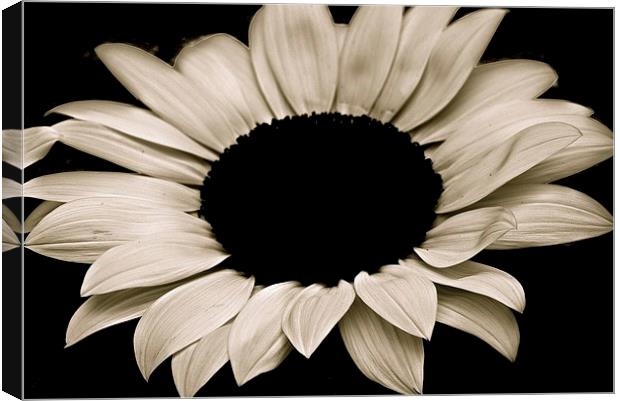  Sun Flower in Black and White Canvas Print by Sue Bottomley