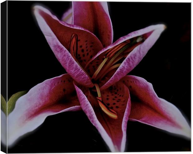  Head of a Oriental Pink Lily Canvas Print by Sue Bottomley