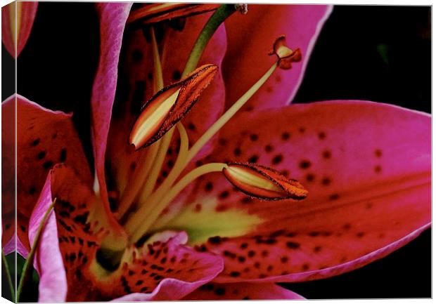 Close up of the Oriental Pink Lily  Canvas Print by Sue Bottomley