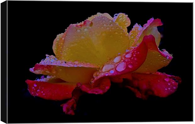  Side of Rose with rain droplets on it Canvas Print by Sue Bottomley