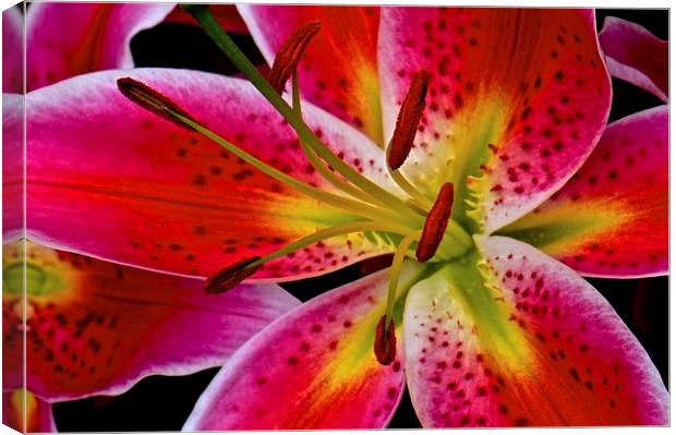 Lily Bold and Beautiful Flower  Canvas Print by Sue Bottomley