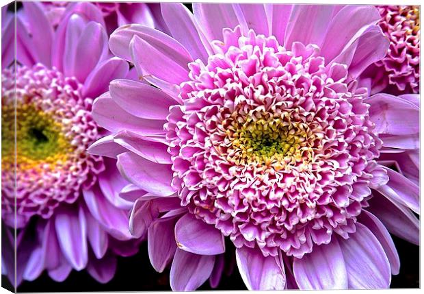 Bright Pink Gerbera Flower  Canvas Print by Sue Bottomley