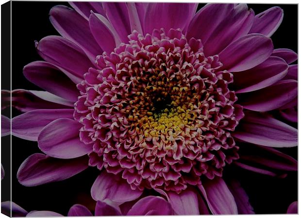  Dark Pink Gerbera Flower Canvas Print by Sue Bottomley