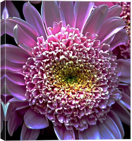 Bight Pink Gerbera Flower  Canvas Print by Sue Bottomley