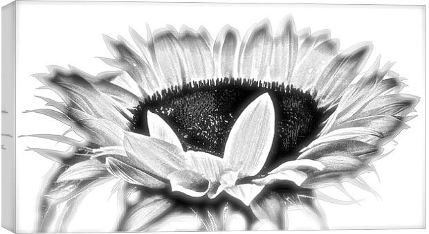  Sun Flower in Black and White Canvas Print by Sue Bottomley