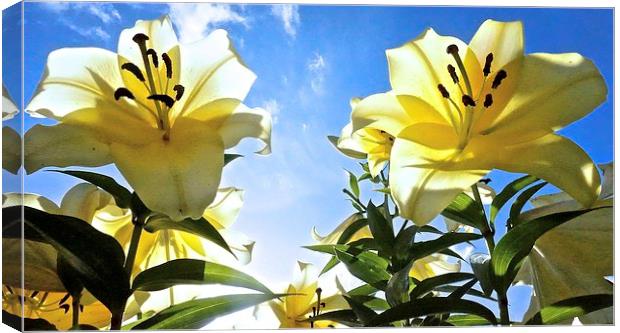  Lily's reaching for the sky Canvas Print by Sue Bottomley