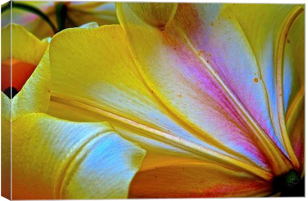 Lily Flowers Petals from behind the Flower  Canvas Print by Sue Bottomley