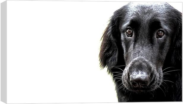  Flat Coat Labrador Nine Month Old Dog Canvas Print by Sue Bottomley