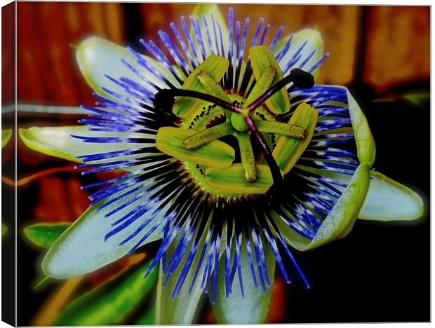  Passion Flower Canvas Print by Sue Bottomley
