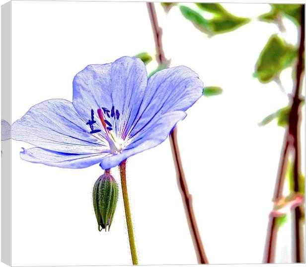  Geranium small little purple flower Canvas Print by Sue Bottomley
