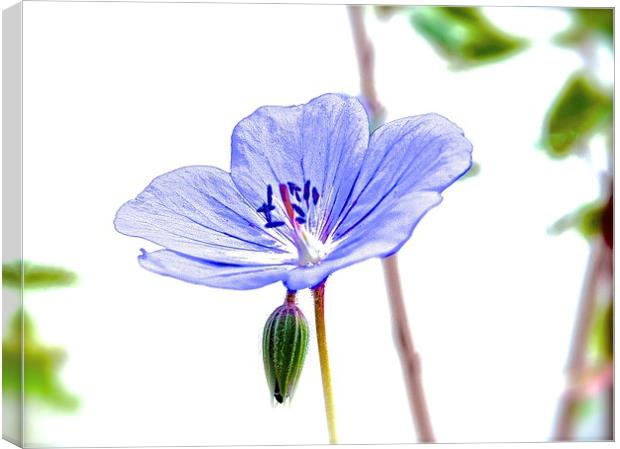  Small Purple Little Flower Geranium Canvas Print by Sue Bottomley