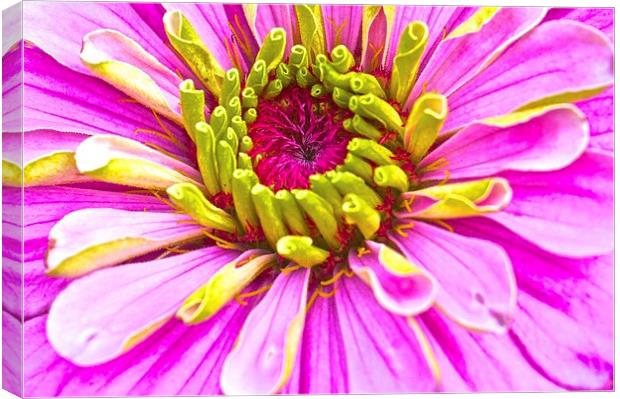 Zinnia Bright Flower  Canvas Print by Sue Bottomley