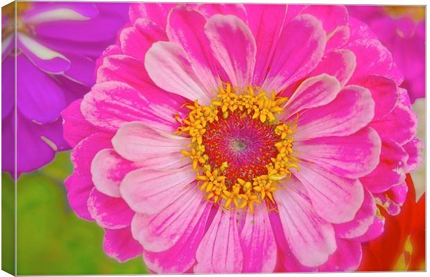 Zinnia Bright Flower  Canvas Print by Sue Bottomley