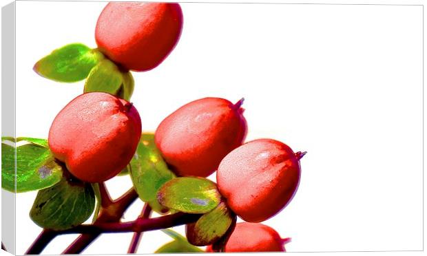  Hypericum Berries Canvas Print by Sue Bottomley