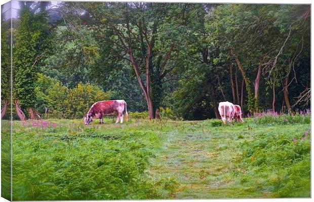 Grazing Cows on Chorleywood Common in Hertfordshi Canvas Print by Sue Bottomley