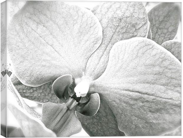 Black and White Orchid Flower  Canvas Print by Sue Bottomley