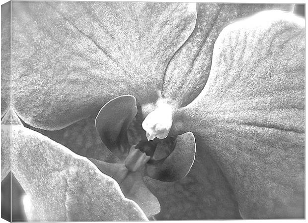  Black and White Orchid Flower close up Canvas Print by Sue Bottomley