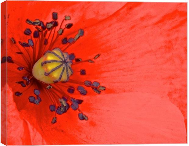  Bright Red Poppy up Close Canvas Print by Sue Bottomley